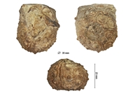 Temnocidaris scpetrifera